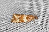 Celypha cespitana
