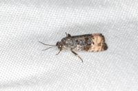 Metendothenia atropunctana