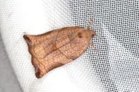 Archips podana