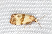 Phalonidia