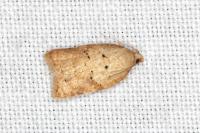 Acleris ferrugana/notana