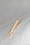 Batrachedra parvulipunctella