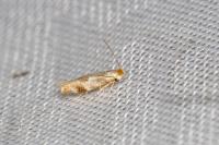 Bucculatrix ulmella