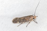 Aroga velocella