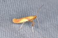 Caloptilia robustella