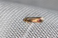 Stigmella