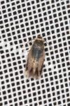 Stigmella