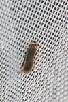 Stigmella