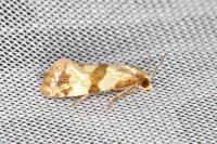Phalonidia