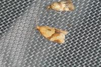 Clepsis consimilana