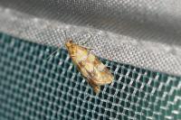 Aethes tesserana