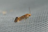 Apodia bifractella