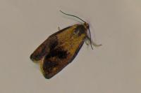 Ptycholoma lecheana