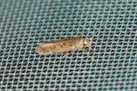 Bryotropha