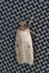 Agonopterix subpropinquella
