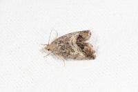 Cydia splendana