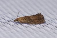 Dichrorampha simpliciana
