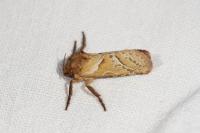 Triodia sylvina