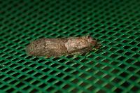 Tortricodes alternella