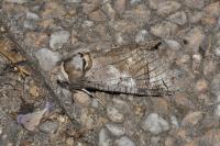 Cossus cossus