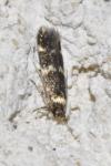 Oegoconia