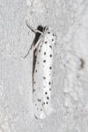Yponomeuta