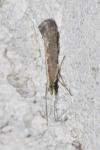 Plutella xylostella