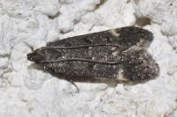 Dichomeris alacella