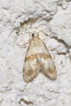 Phalonidia contractana