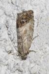 Cydia splendana