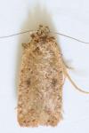 Agonopterix