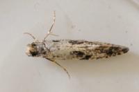 Nemapogon