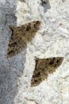 Alucita hexadactyla