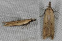 Dichomeris limosella