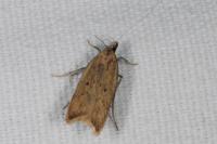 Dichomeris limosella