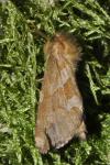 Phymatopus hecta