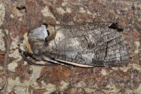 Cossus cossus