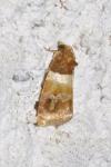 Epinotia festivana