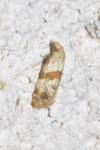Phalonidia contractana