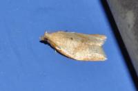 Clepsis consimilana