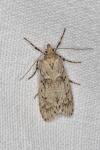 Diurnea fagella