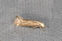 Elachista rufocinerea