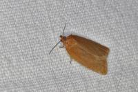 Clepsis unicolorana