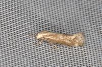Elachista rufocinerea