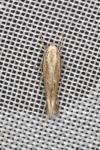 Elachista rufocinerea