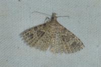 Alucita hexadactyla