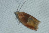 Ancylis mitterbacheriana