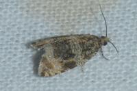 Celypha lacunana