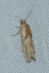 Eucosma gr. cana