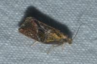 Ptycholoma lecheana